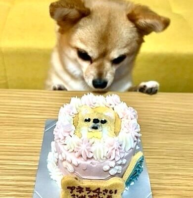 ワンちゃん用ケーキ